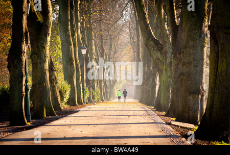 Allée d'arbres au moyen de Avenham Park et Miller à Preston Banque D'Images