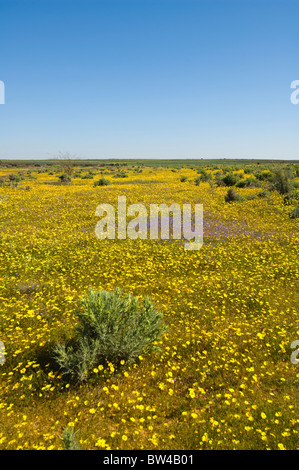 Le Namaqualand Matjiesfontein Western Cape Afrique du Sud Banque D'Images