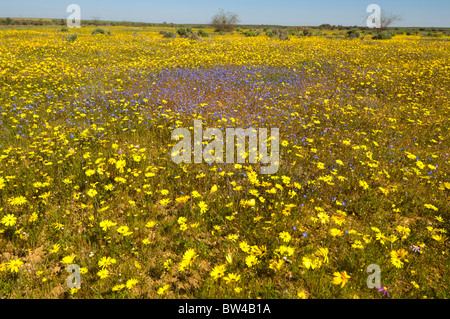 Le Namaqualand Matjiesfontein Western Cape Afrique du Sud Banque D'Images