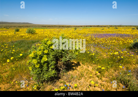 Desert Bloom Matjiesfontein Namaqualand ferme Cape Afrique du Nord Banque D'Images