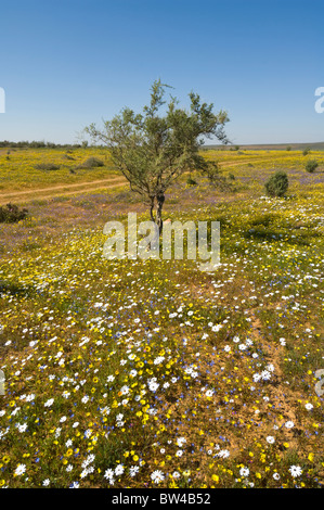 Desert Bloom Matjiesfontein Namaqualand ferme Cape Afrique du Nord Banque D'Images