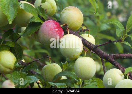 Les fruits immatures de cultivars de pruniers japonais Superior mûrissent sur l'arbre dans un verger d'accueil Banque D'Images