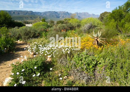 Ramskop Jardin de fleurs sauvages du nord du Namaqualand Cape Afrique du Sud Banque D'Images