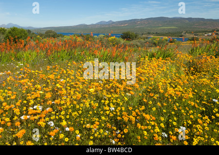 Ramskop Jardin de fleurs sauvages du nord du Namaqualand Cape Afrique du Sud Banque D'Images