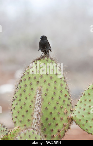 Petite Ground-Finch (Geospiza fuliginosa), homme perché sur un géant de de Barbarie (Opuntia echios zacana) Banque D'Images