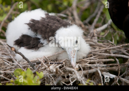 Frégate superbe (Fregata magnificens) le poussin dans un nid sur l'île Seymour Nord, Galapagos. Banque D'Images