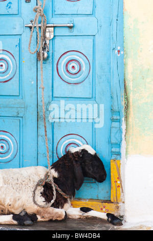 Bouc attaché jusqu'à une porte avant d'une maison indienne dans un village rural. L'Andhra Pradesh, Inde Banque D'Images