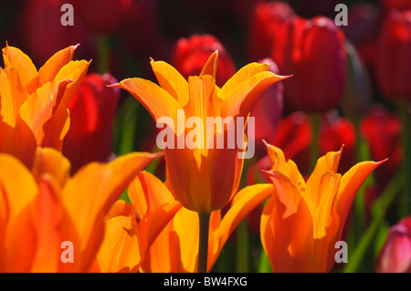 Fleurs de tulipes colorées qui fleurit au printemps. Banque D'Images