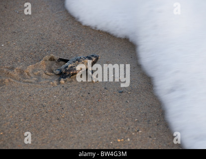 Laggerhead bébé tortue de mer pour faire place à l'océan , , Île d'Émeraude, North Carolina USA Banque D'Images