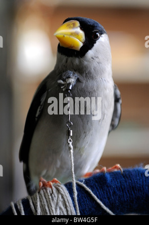 Un Chinois à bec jaune rose est en vente dans un marché d'oiseaux de compagnie à Qingdao, province de Shandong, Chine. 2010 Banque D'Images