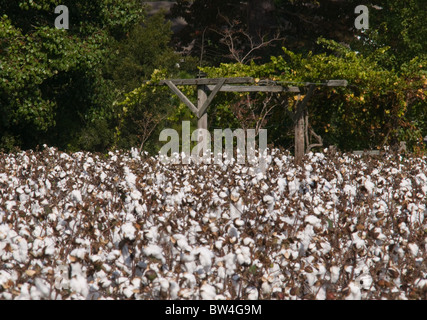 Domaine de fleurs de coton et prêts à prendre North Carolina USA Banque D'Images