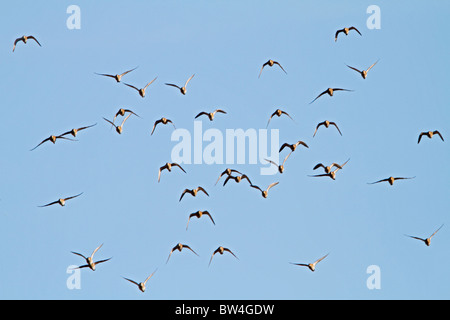 Pluvier doré (Pluvialis apricaria ) troupeau en vol Banque D'Images