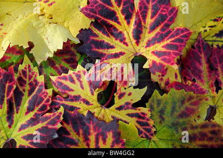 Feuilles de vigne. De l'automne. Vitis vinifera Brent Banque D'Images