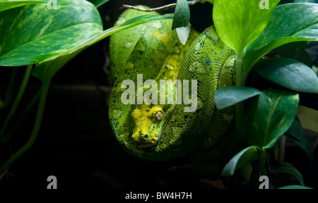 Vert émeraude boa constrictor lovés dans un arbre Banque D'Images