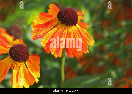 Helenium 'Mardi Gras' fleurit à la maison du jardin à Buckland Monachorum, dans le Devon, England, UK Banque D'Images