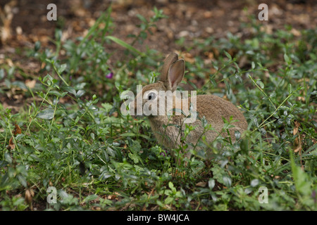 Un jeune lapin assis dans certains d'un feuillage vert Banque D'Images