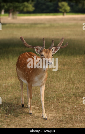 Un coup vertical d'un cerf mâle daims Bushy Park, Londres, Angleterre. Banque D'Images
