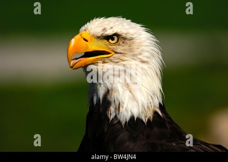 Portrait d'un pygargue à tête blanche (Haliaeetus leucocephalus) Banque D'Images