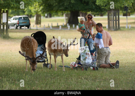 Deux cerfs daims sauvages une approche famille faire un pique-nique à Bushy Park à Londres. Banque D'Images