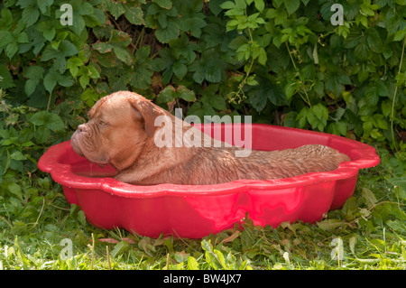 Petit chiot couché dans sa petite piscine Banque D'Images