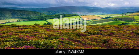 Bell Heather et Western Gorse en fleur sur North Hill en regardant vers Dunkery Beacon au-dessus de la propriété Holnicote dans le parc national Exmoor. Selworthy, Somerset, Angleterre. Banque D'Images