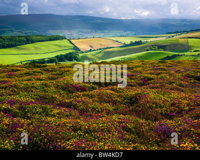 Bell Heather et Western Gorse en fleur sur North Hill en regardant vers Dunkery Beacon au-dessus de la propriété Holnicote dans le parc national Exmoor. Selworthy, Somerset, Angleterre. Banque D'Images