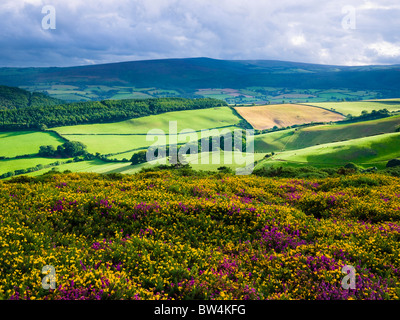 Bell Heather et Western Gorse en fleur sur North Hill en regardant vers Dunkery Beacon au-dessus de la propriété Holnicote dans le parc national Exmoor. Selworthy, Somerset, Angleterre. Banque D'Images