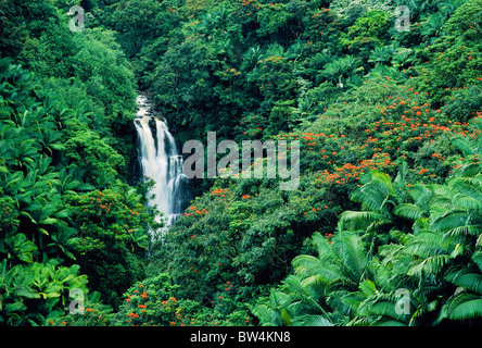 Nanue Falls, Hamakua Coast, Île d'Hawaï. La plupart des forêts tropicales d'espèces exotiques ; fleurs orange Tulip Tree sont africains. Banque D'Images