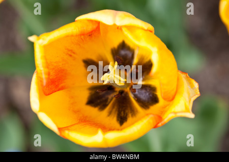 Gros plan du jardin jaune tulip Banque D'Images