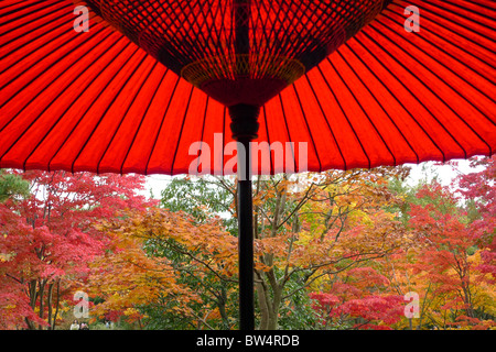 Parasol rouge japonais et en feuilles d'automne Parc Showa Kinen, Tokyo, Japon, 13 Novembre 2010 Banque D'Images