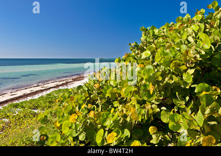 Plage des dunes, des raisins de mer, Coccoloba uvifera, Bahia Honda State Park, Florida Keys, Floride Banque D'Images