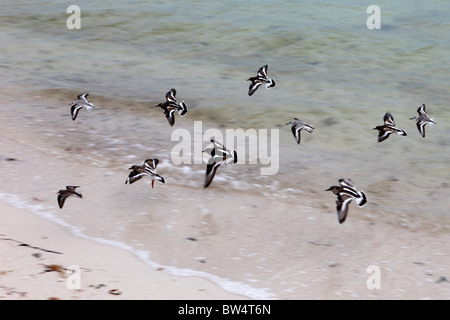 Les tournepierres à collier, Aarenaria interpres, en vol, Bahia Honda State Park, Florida Keys, Floride Banque D'Images