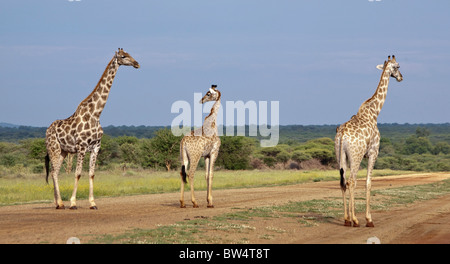 Trois girafes (Giraffa camelopardis) marchant sur une piste à la Madikwe game park Banque D'Images