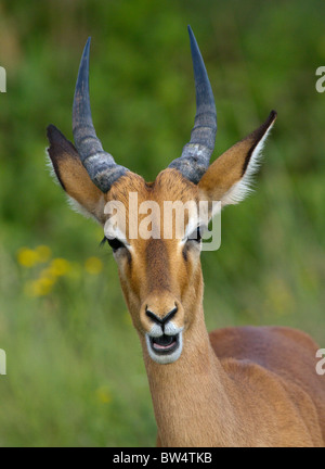 Jeune mâle Impala (Aepyceros melampus) regardant la caméra avec sa bouche ouverte comme s'il était question Banque D'Images