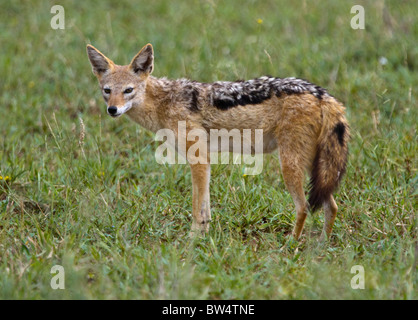 Soutenu par l'argent jackal (Canis mesomelas) aka noir ou rouge-soutenu jackal Banque D'Images