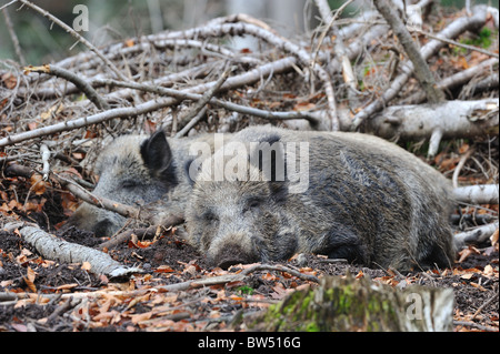 Le sanglier (Sus scrofa) hommes dormant Banque D'Images