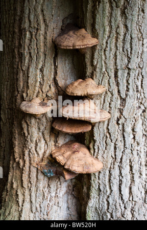 Champignon poussant sur le côté d'un arbre Banque D'Images