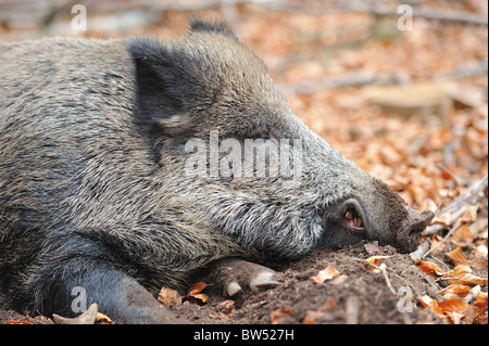 Le sanglier (Sus scrofa) couchage adultes Banque D'Images