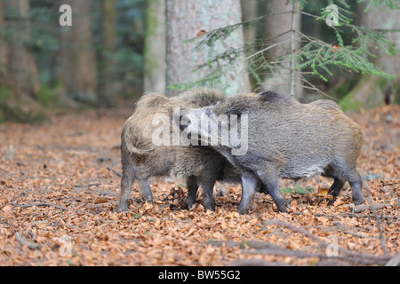 Le sanglier (Sus scrofa) deux jeunes hommes jouer-combats Banque D'Images