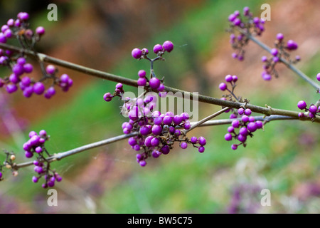 Profusion de baies dans l'automne Banque D'Images