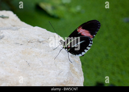 Petit Postman Butterfly Banque D'Images