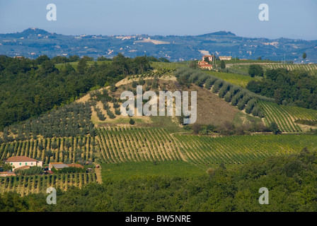 La toscane, vignes à Lucignano Banque D'Images
