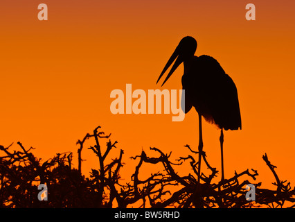 Marabout ((Leptoptilos crumenifer) Silhouette debout sur la cime des arbres. Okavango Delta, Botswana, Afrique Banque D'Images