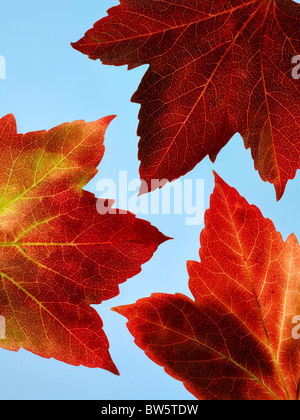 Fermer : trois l'automne rouge et jaune feuilles de vigne avec ciel bleu au-delà Banque D'Images