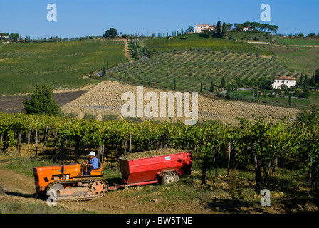 La toscane, vignes à Lucignano Banque D'Images