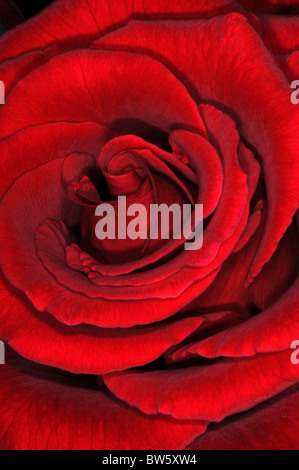 Une rose rouge Close-up Banque D'Images