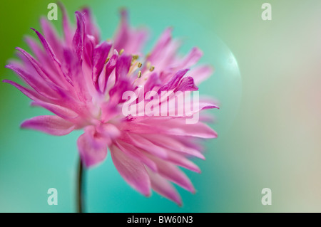 Close-up of Aquilegia vulgaris 'Nora Barlow' Ancolie rose double Banque D'Images