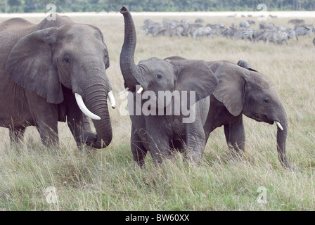 Jeune éléphant africain barrissements parc national de Masai Mara au Kenya Banque D'Images