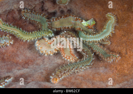 Fireworms Hermodice carunculata tordeuse des canneberges barbu St Vincent est des Caraïbes Banque D'Images