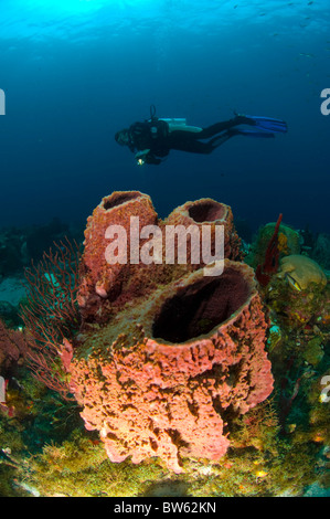 Un Fourreau Rouge Sur La Mer De Corail Sous L ponge Off Lankayan 